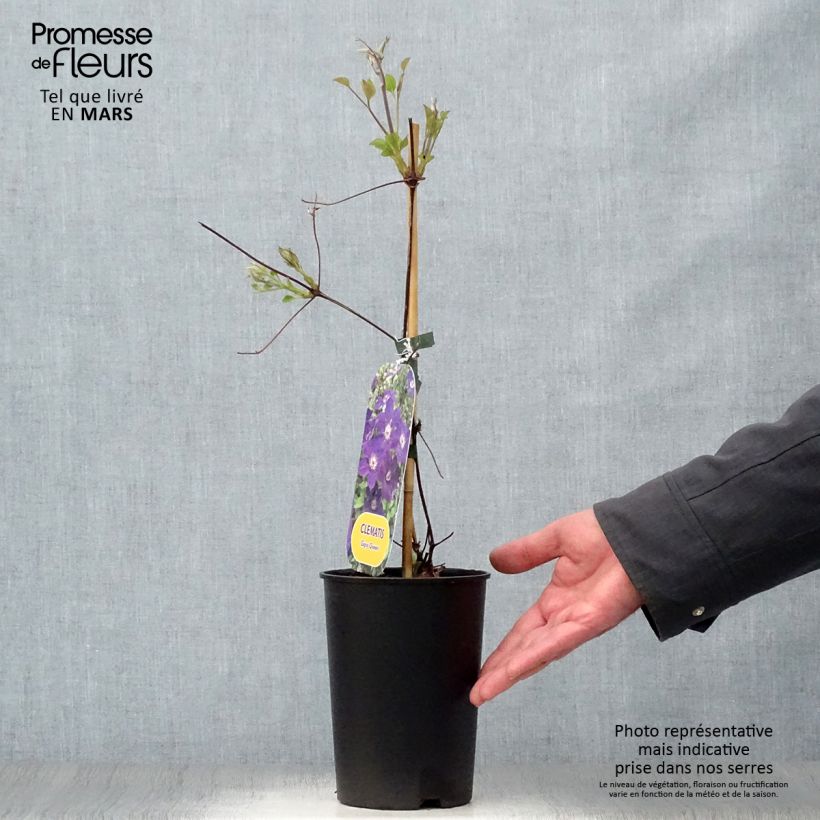 Example of Waldrebe Gipsy Queen - Clematis Topf mit 2L/3L as you get in printemps