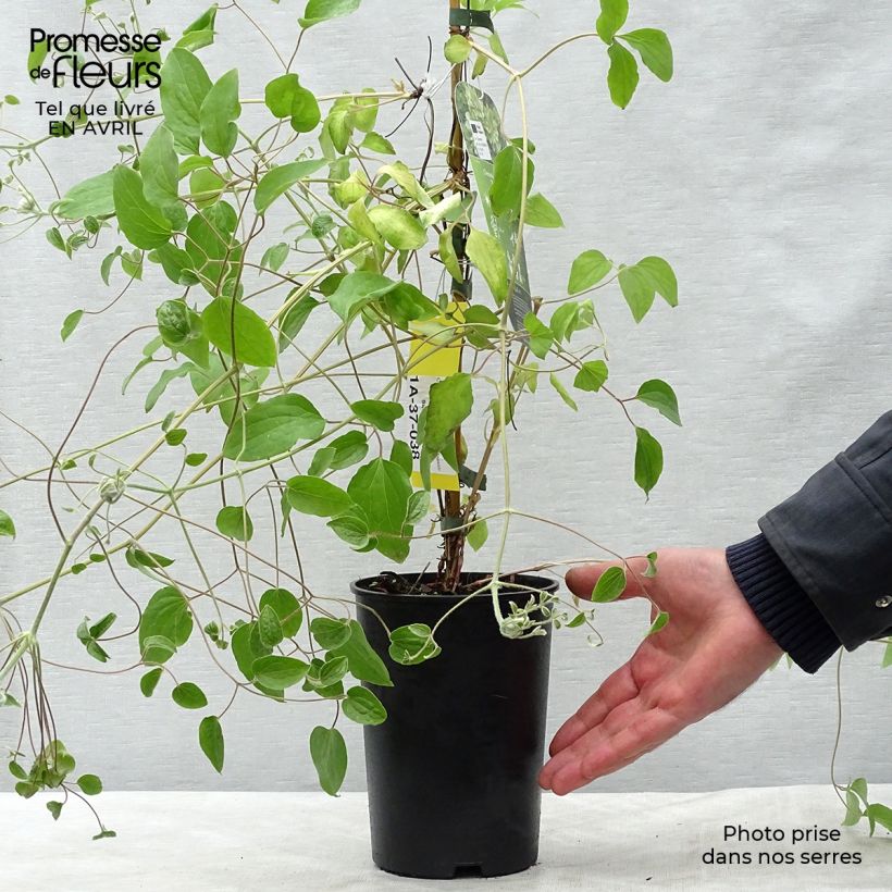 Exemplar von Waldrebe Green Passion - Clematis Topf mit 2L/3L wie im Frühjahr geliefert