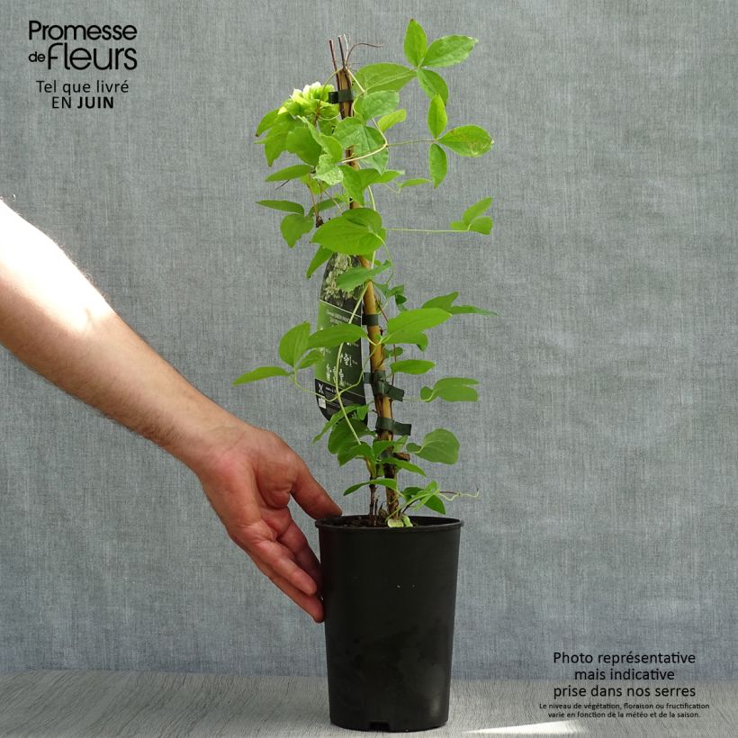 Exemplar von Waldrebe Green Passion - Clematis Topf mit 2L/3L wie im Sommer geliefert