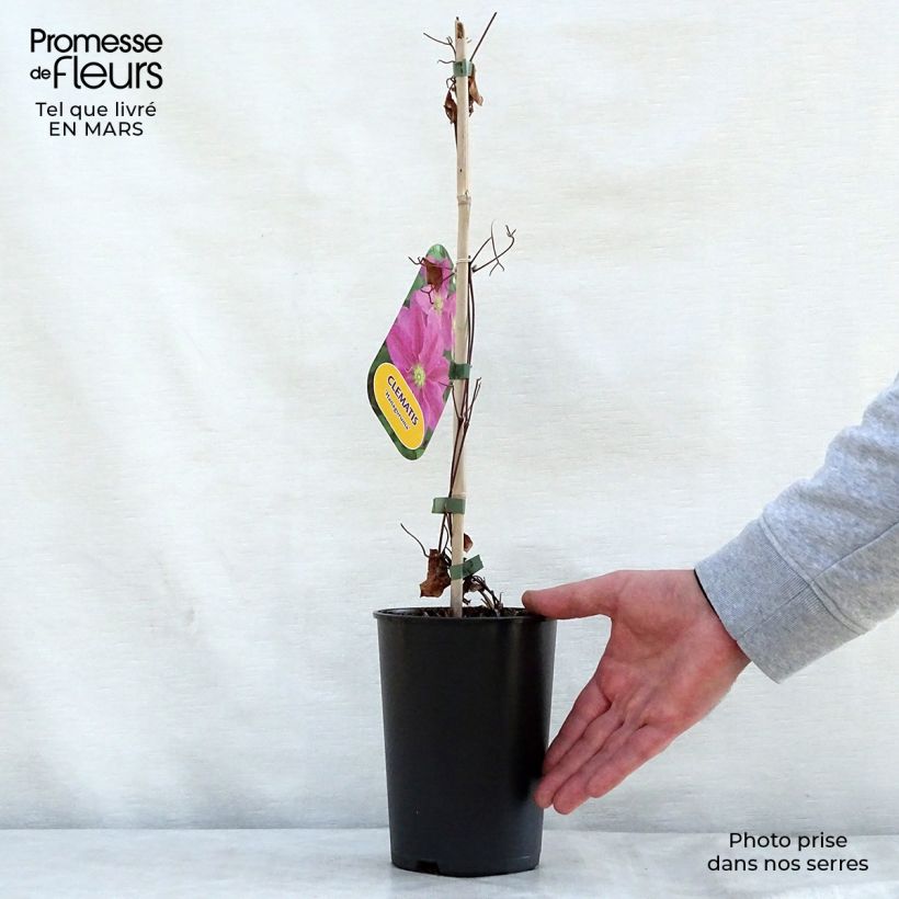 Exemplar von Waldrebe Hanagurama - Clematis Topf mit 2L/3L wie im Frühjahr geliefert