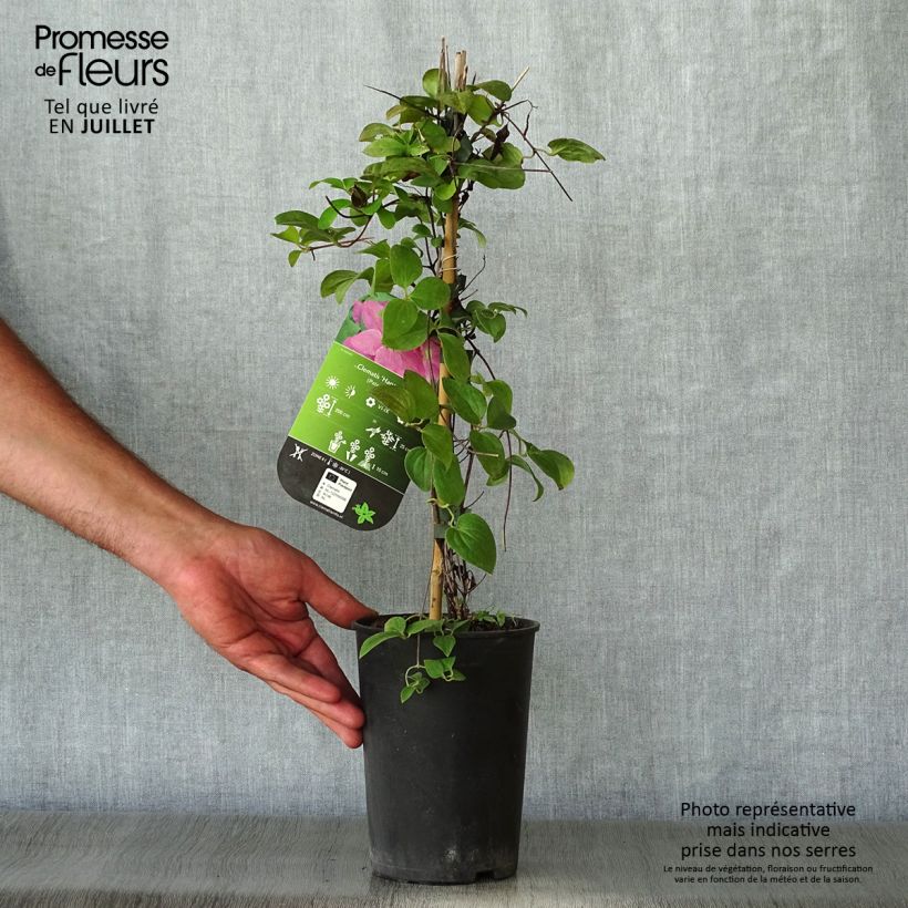 Exemplar von Waldrebe Hanagurama - Clematis Topf mit 2L/3L wie im Sommer geliefert