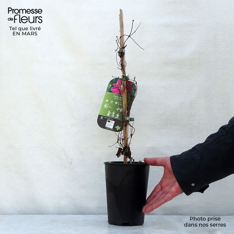 Exemplar von Waldrebe Hania - Clematis Topf mit 1,5L/2L wie im Frühjahr geliefert