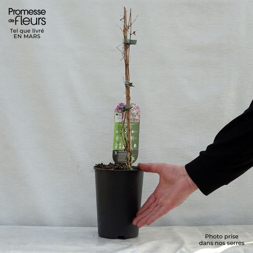 Exemplar von Waldrebe Hendryetta - Clematis Topf mit 2L/3L wie im Frühjahr geliefert