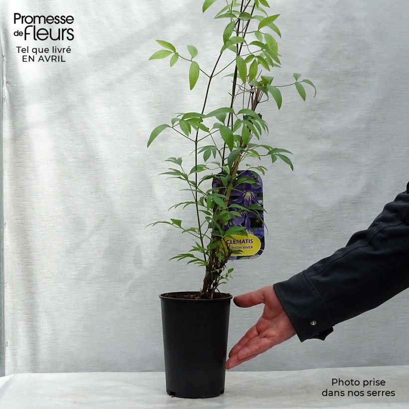 Example of Waldrebe Hudson River - Clematis Topf mit 2L/3L as you get in printemps