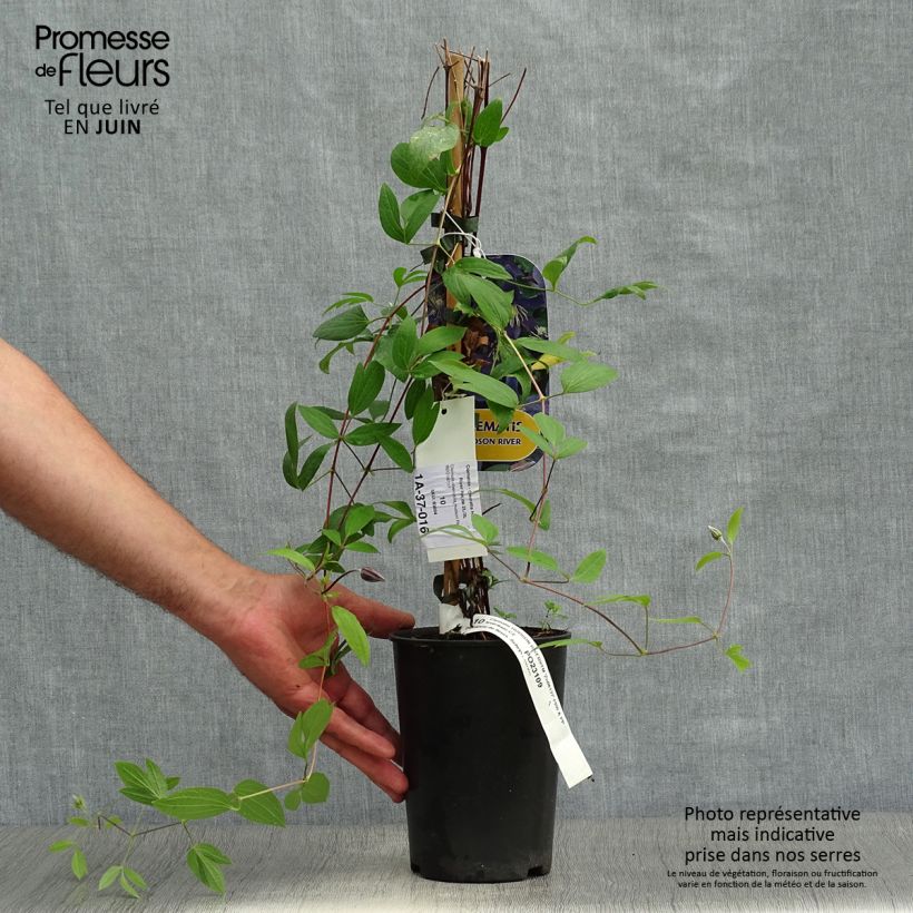 Exemplar von Waldrebe Hudson River - Clematis Topf mit 2L/3L wie im Sommer geliefert