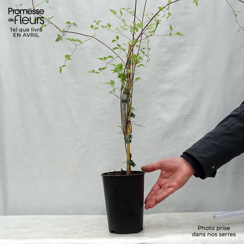 Example of Waldrebe Huldine - Clematis Topf mit 2L/3L as you get in printemps