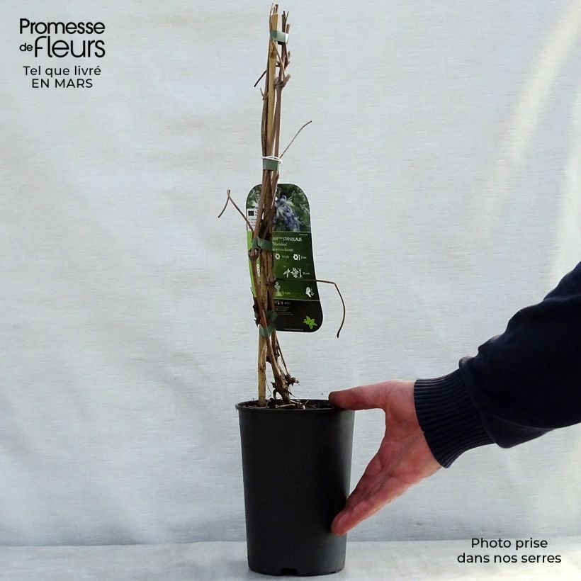 Exemplar von Clematis heracleifolia Stanislaus - Stauden-Waldrebe Topf mit 2L/3L wie im Frühjahr geliefert