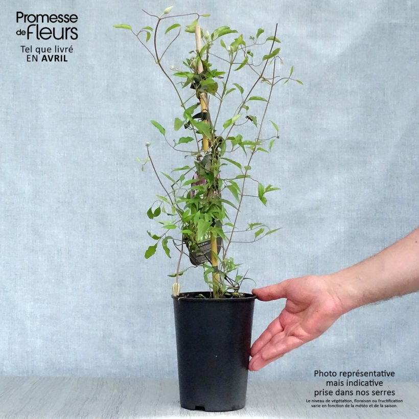 Example of Waldrebe Isabella - Clematis Topf mit 2L/3L as you get in printemps