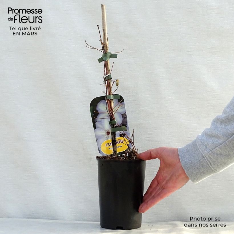 Example of Waldrebe Ivan Olsson - Clematis Topf mit 2L/3L as you get in printemps