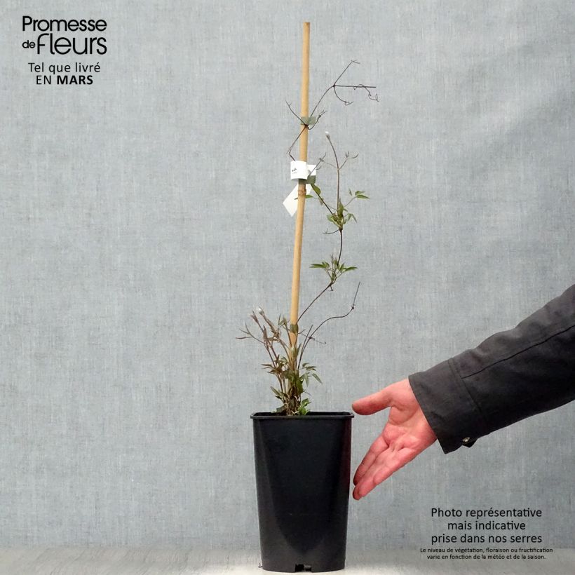 Exemplar von Waldrebe Joséphine - Clematis Topf mit 2L/3L wie im Frühjahr geliefert