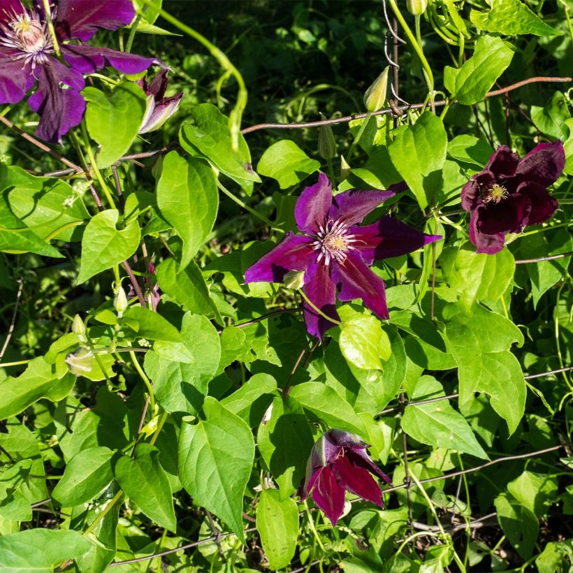 Waldrebe Julka - Clematis (Wuchs)