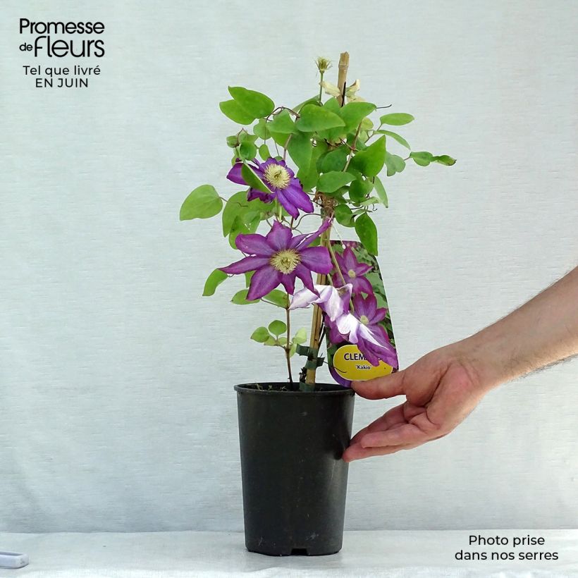 Exemplar von Waldrebe Kakio - Clematis Topf mit 2L/3L wie im Sommer geliefert