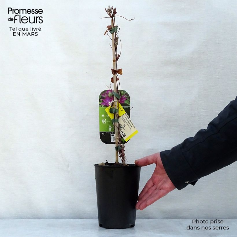 Example of Waldrebe Kakio - Clematis Topf mit 2L/3L as you get in printemps