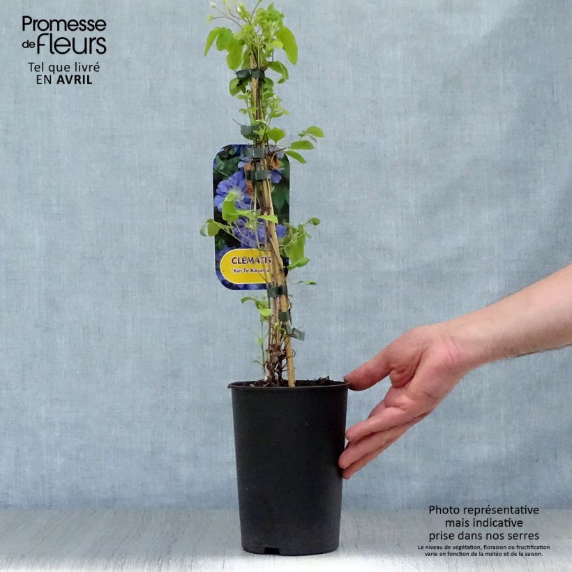 Exemplar von Waldrebe Kiri Te Kanawa - Clematis Topf mit 2L/3L wie im Frühjahr geliefert