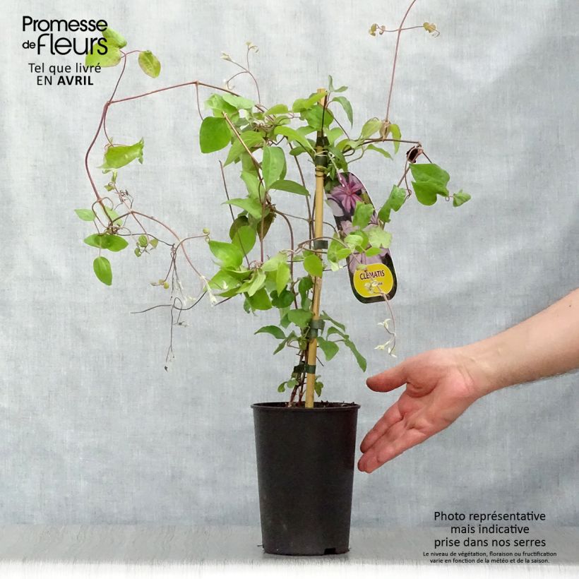 Example of Waldrebe Lawsoniana - Clematis Topf mit 1,5L/2L as you get in printemps