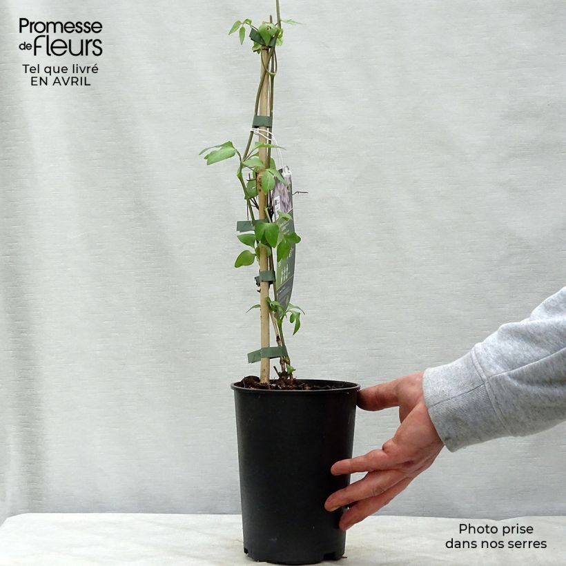 Example of Clematis jackmanii Lucky Charm - Waldrebe Topf mit 2L/3L as you get in printemps