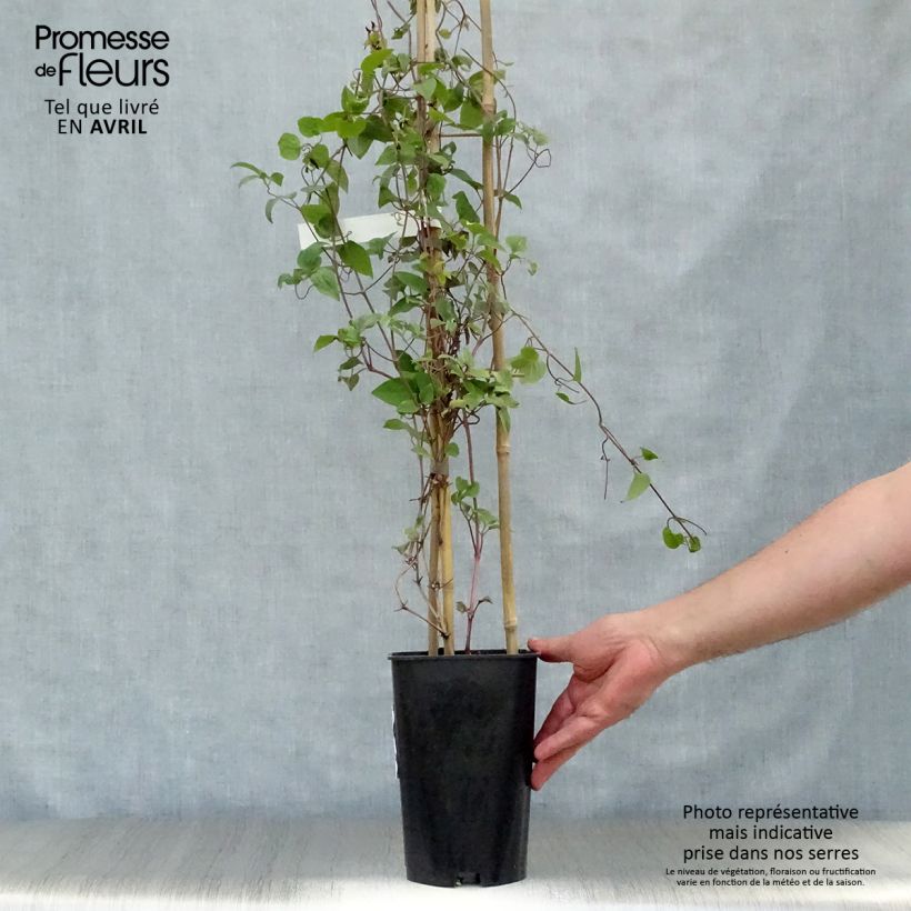 Exemplar von Clematis jackmanii Madame Edouard André - Waldrebe Topf mit 2L/3L wie im Frühjahr geliefert