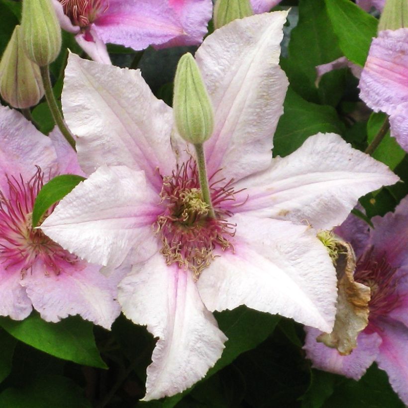 Waldrebe Marmori - Clematis (Flowering)