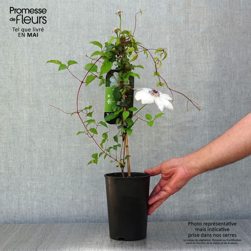 Exemplar von Waldrebe Miss Bateman - Clematis Topf mit 2L/3L wie im Frühjahr geliefert