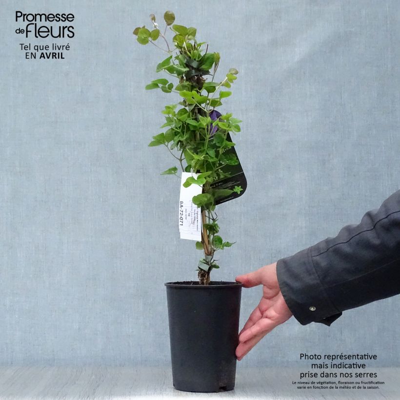 Example of Waldrebe Mon Amour - Clematis Topf mit 2L/3L as you get in printemps