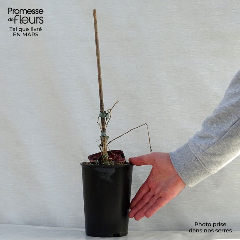 Exemplar von Waldrebe Mon Cherry - Clematis Topf mit 2L/3L wie im Frühjahr geliefert