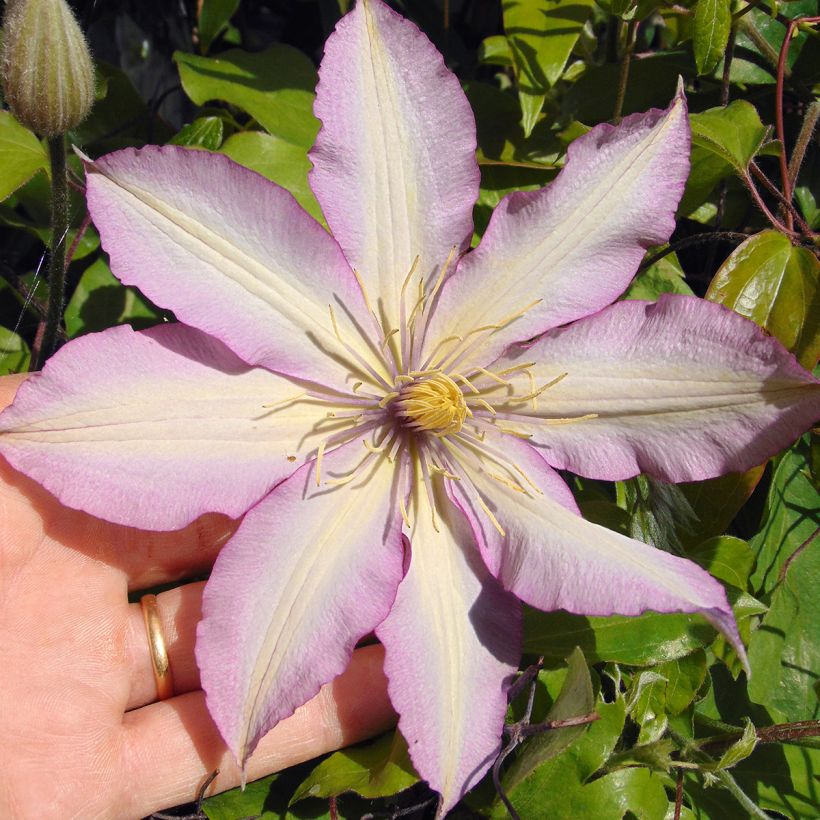 Waldrebe Morning Star - Clematis (Flowering)