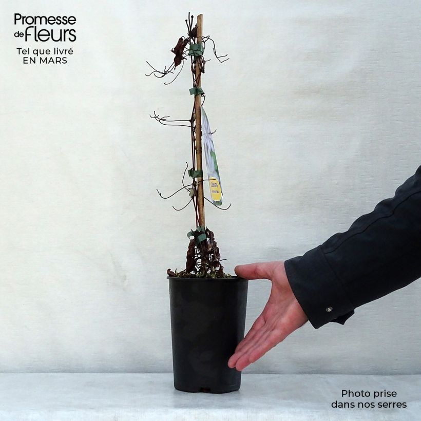 Example of Waldrebe Morning Star - Clematis Topf mit 2L/3L as you get in printemps