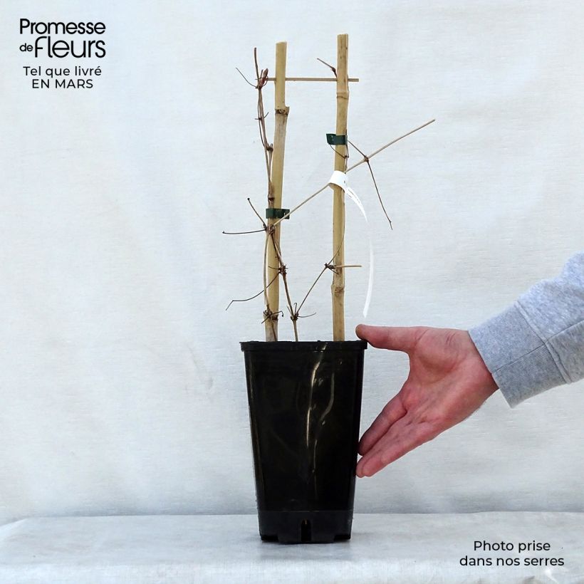 Exemplar von Waldrebe Mrs. Georges Jackman - Clematis Topf mit 2L/3L wie im Frühjahr geliefert