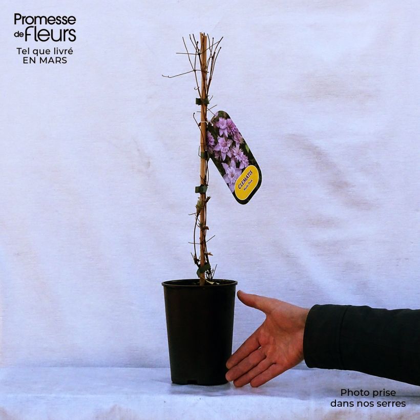 Example of Waldrebe Multi Pink - Clematis Topf mit 2L/3L as you get in printemps