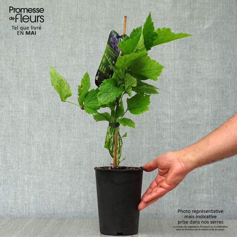 Example of Waldrebe New Love - Clematis Topf mit 2L/3L as you get in printemps