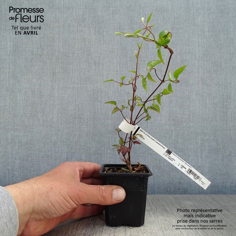 Example of Waldrebe Niobe - Clematis Kleine Töpfe von 8/9 cm as you get in printemps