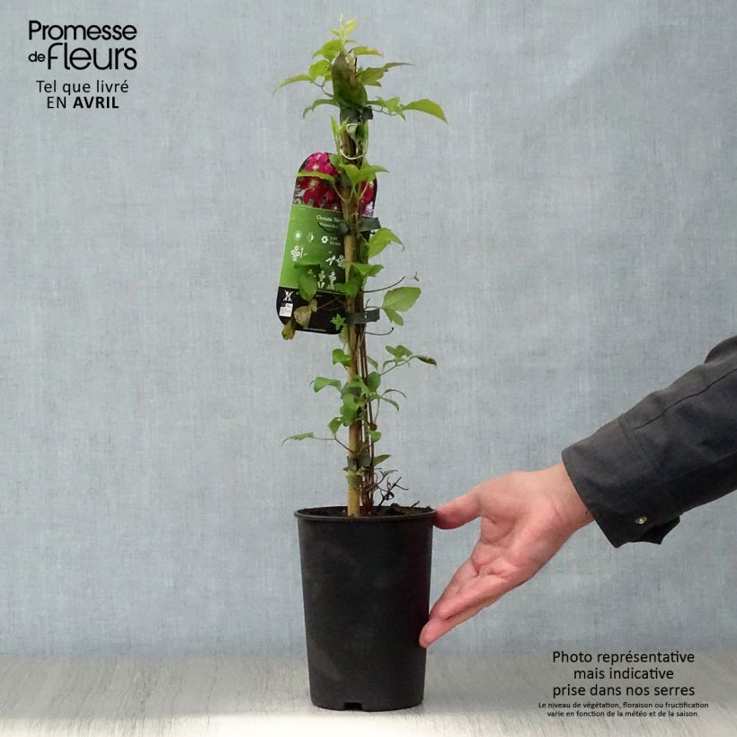 Example of Waldrebe Niobe - Clematis Topf mit 2L/3L as you get in printemps