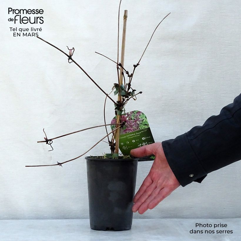 Exemplar von Waldrebe Octopus - Clematis Topf mit 2L/3L wie im Frühjahr geliefert