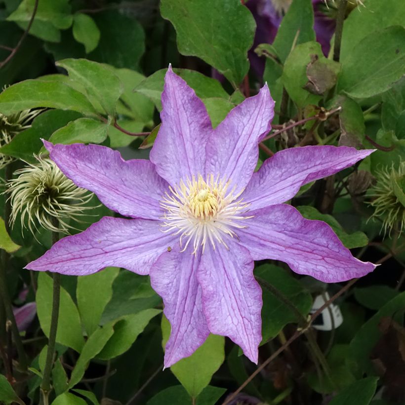 Waldrebe Palette - Clematis (Blüte)