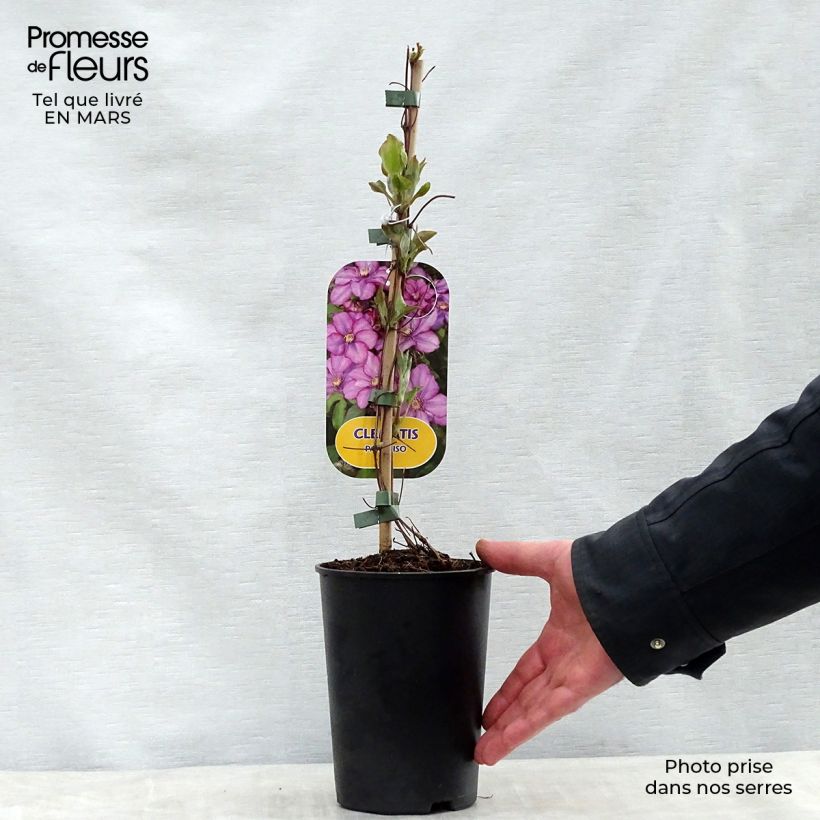 Exemplar von Waldrebe Paradiso - Clematis Topf mit 2L/3L wie im Frühjahr geliefert