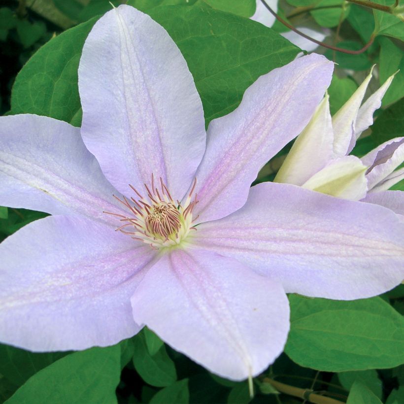 Waldrebe Péveril Pearl - Clematis (Blüte)
