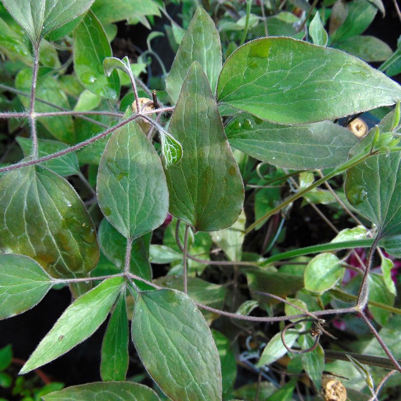 Waldrebe Picotee - Clematis (Foliage)