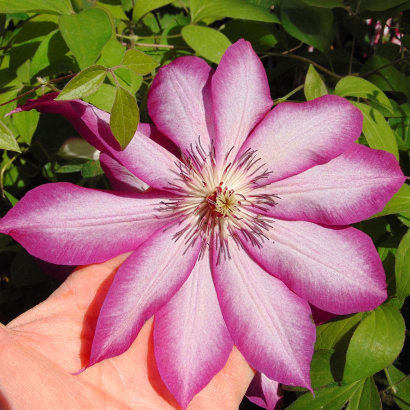 Waldrebe Picotee - Clematis (Flowering)