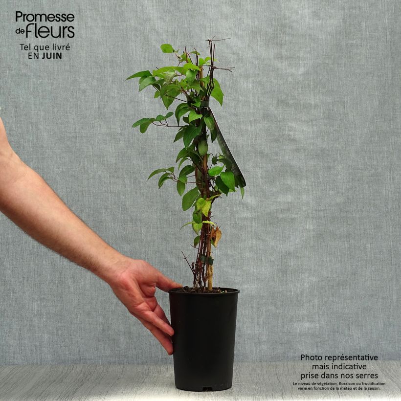 Exemplar von Waldrebe Picotee - Clematis Topf mit 2L/3L wie im Sommer geliefert