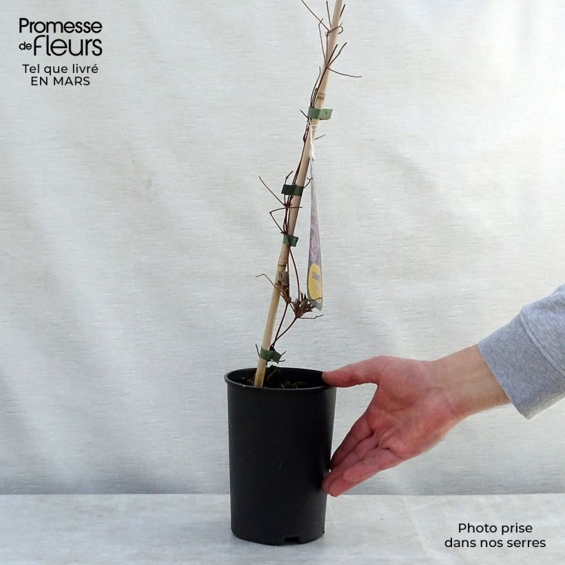 Example of Waldrebe Piilu - Clematis Topf mit 2L/3L as you get in printemps