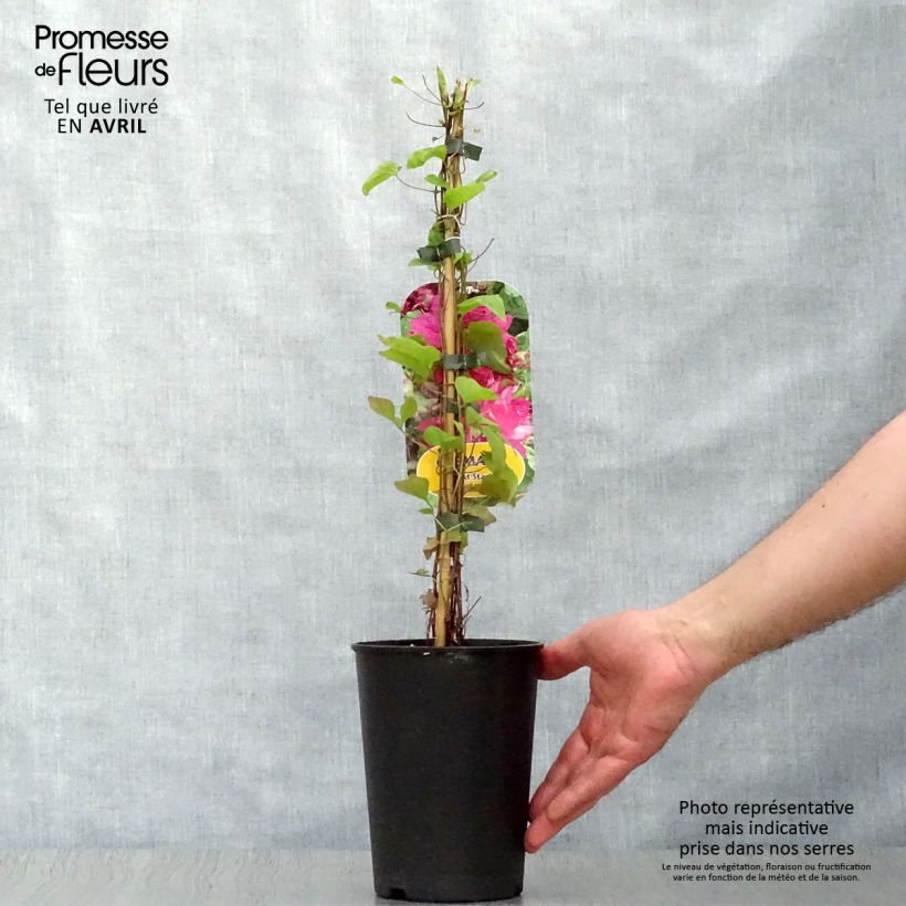 Exemplar von Waldrebe Red Star - Clematis Topf mit 1,5L/2L wie im Frühjahr geliefert