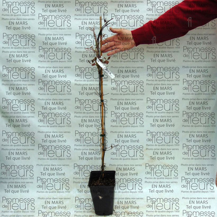 Beispiel eines Exemplars von Waldrebe Success Bleu de Loire - Clematis Topf mit 2L/3L wie geliefert