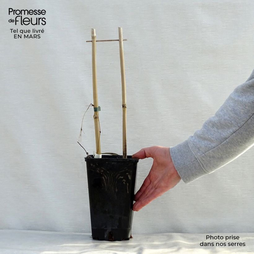 Exemplar von Waldrebe SUCCESS Candy - Clematis Topf mit 2L/3L wie im Frühjahr geliefert