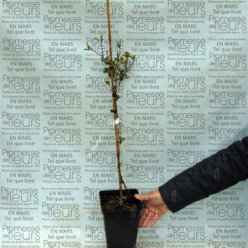 Beispiel eines Exemplars von Waldrebe SUCCESS Lavender - Clematis Topf mit 2L/3L wie geliefert