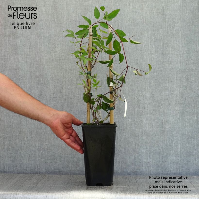 Example of Waldrebe Saphyra - Clematis Topf mit 2L/3L as you get in printemps