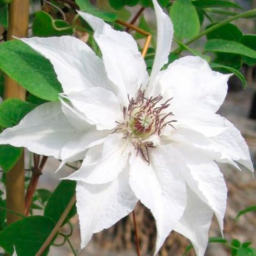 Waldrebe Sparkler - Clematis (Flowering)