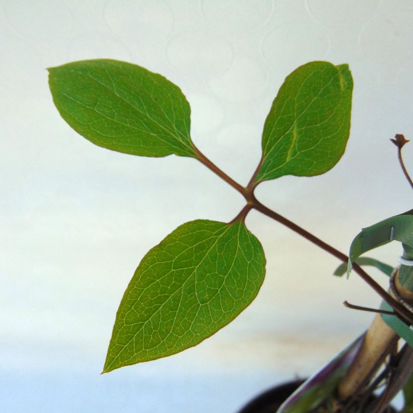 Waldrebe Star of India - Clematis (Foliage)