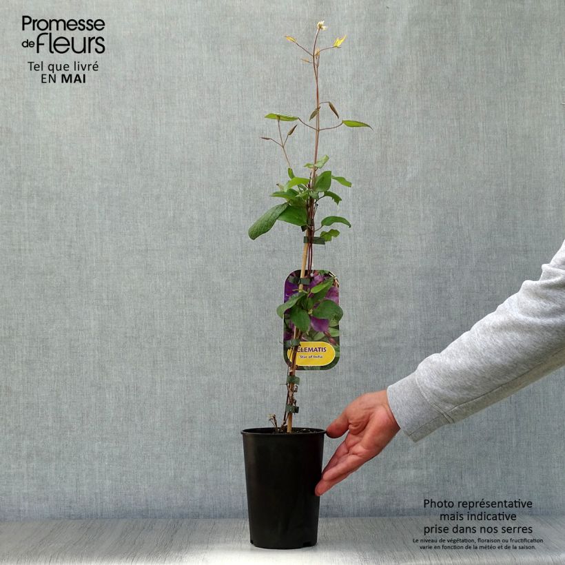 Example of Waldrebe Star of India - Clematis Topf mit 2L/3L as you get in printemps