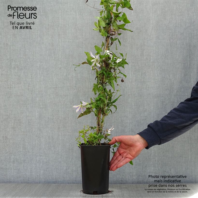 Exemplar von Waldrebe Sugar Sweet - Clematis Topf mit 2L/3L wie im Frühjahr geliefert