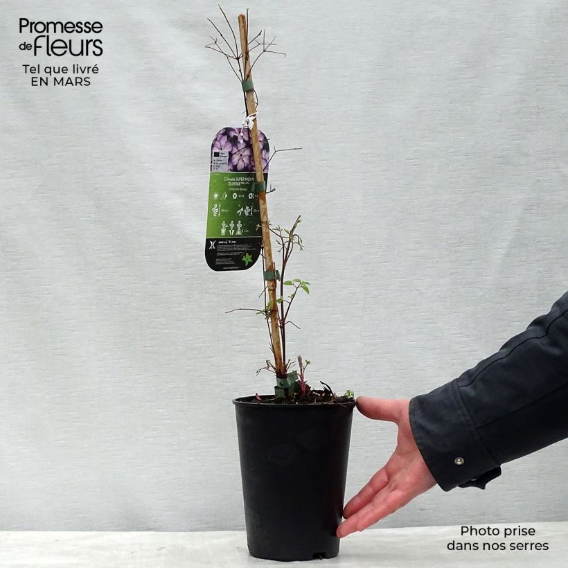 Exemplar von Clematis viticella Super Nova - Waldrebe Topf mit 2L/3L wie im Frühjahr geliefert